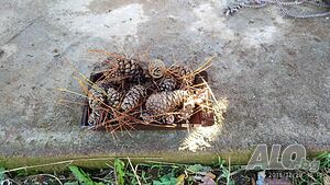 image_19