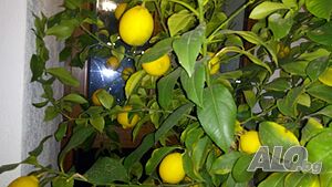 image_15