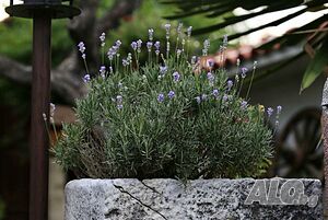 image_32