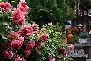 image_33