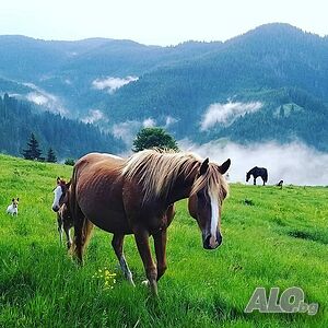image_18