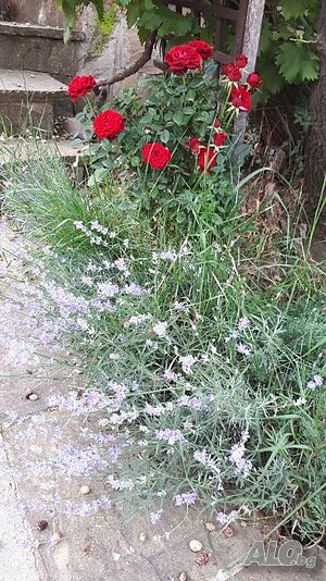 image_33