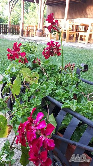 image_34