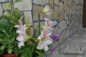 image_18