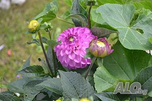 image_21
