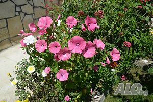 image_34