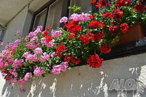 image_37