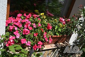 image_38