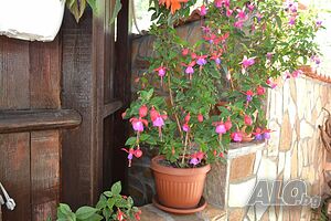 image_39