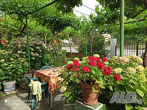 image_19