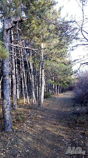 image_41
