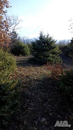 image_43