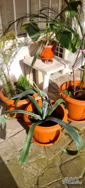 image_5