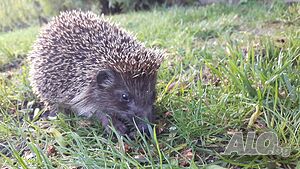 image_24