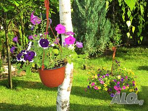 image_21
