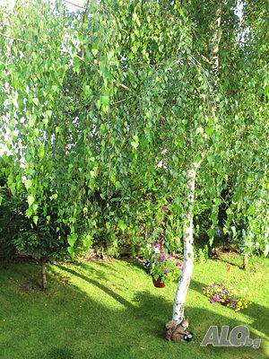 image_44