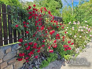 image_14