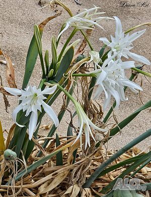 image_23