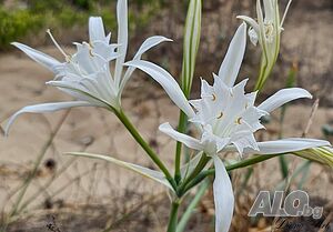 image_26