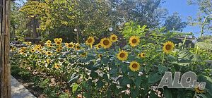 image_25