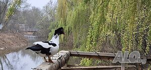 image_31