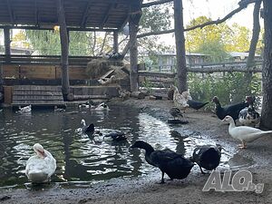 image_5