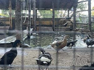 image_10