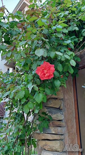 image_19