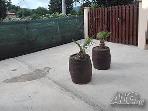 image_9
