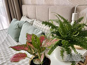 image_12