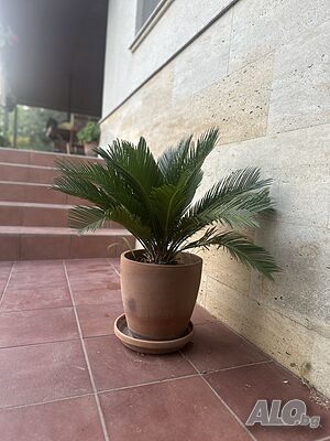 image_54