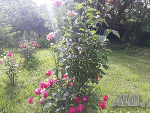 image_30