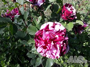 image_35
